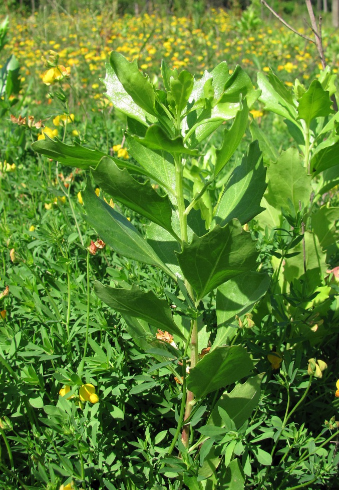 Image of Baccharis halimifolia specimen.