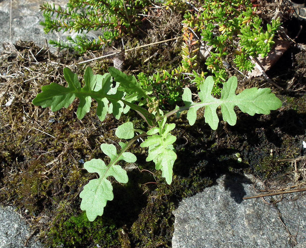 Image of Rorippa palustris specimen.