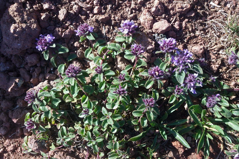 Image of Ziziphora raddei specimen.