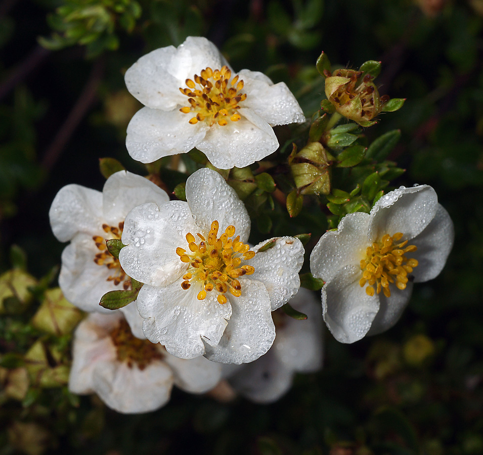 Image of Dasiphora fruticosa specimen.