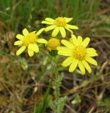 Смотреть изображение Senecio vernalis