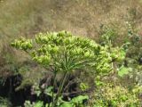 Heracleum sibiricum. Соплодие с незрелыми плодами. Украина, г. Запорожье, восточнее города, возле воды. 19.08.2011.