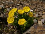 Ranunculus altaicus