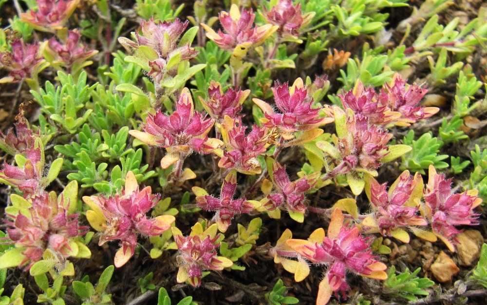 Image of Thymus pavlovii specimen.