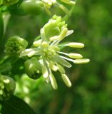 Thalictrum flavum. Цветок. Окр. Архангельска, опушка сырого леса. 16.06.2011.