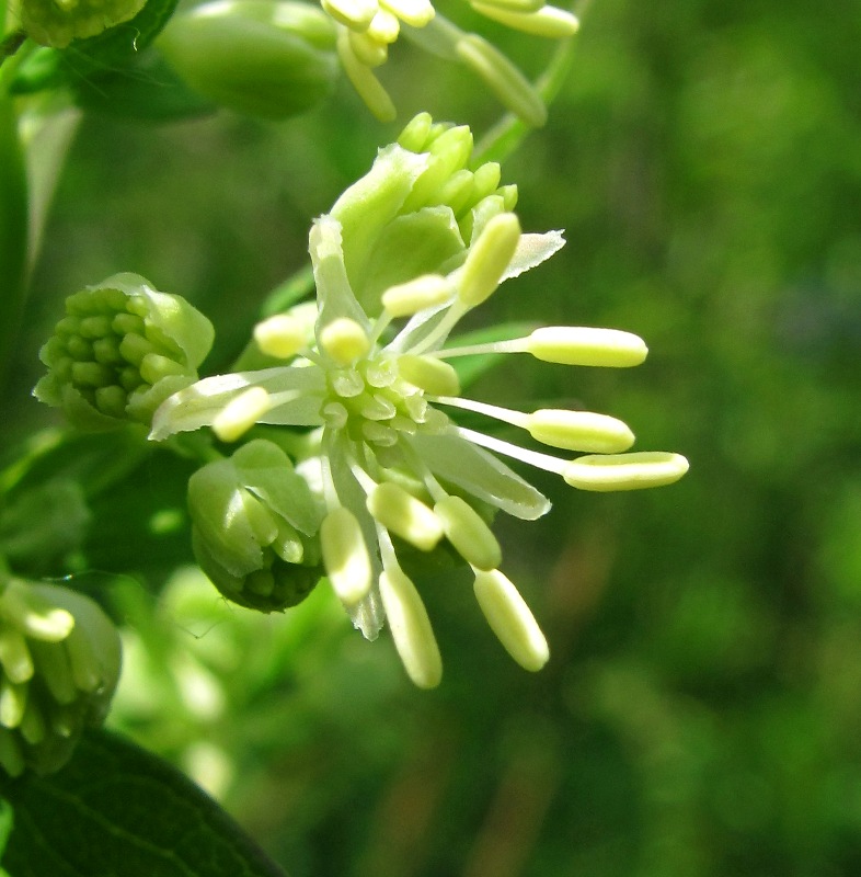 Изображение особи Thalictrum flavum.