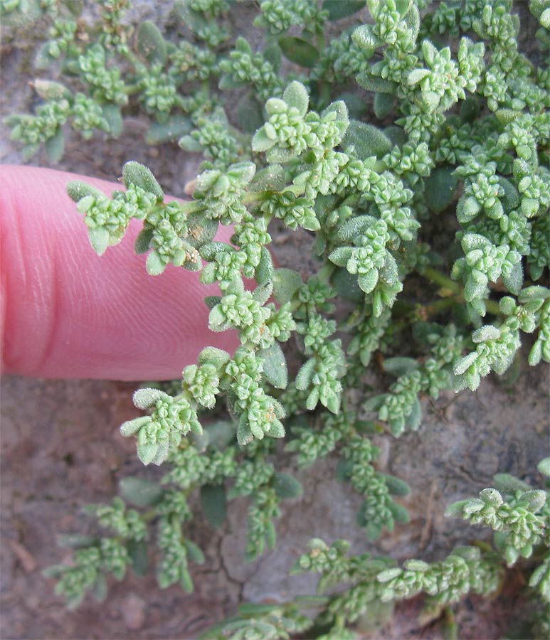 Image of Herniaria hemistemon specimen.