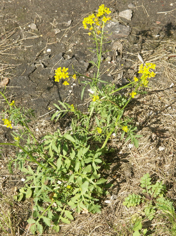 Изображение особи Rorippa sylvestris.