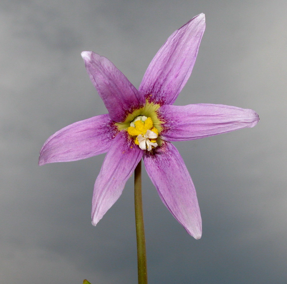 Image of Erythronium sibiricum specimen.