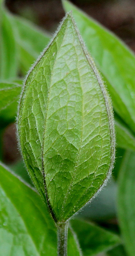 Image of Clematis integrifolia specimen.