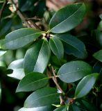 Osmanthus × burkwoodii. Листья. Германия, г. Krefeld, Ботанический сад. 02.06.2013.