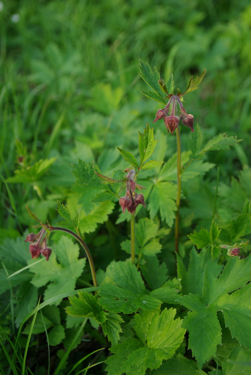 Image of Geum rivale specimen.