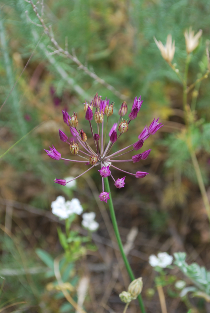 Изображение особи Allium longiradiatum.