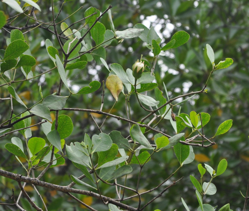 Image of Sonneratia alba specimen.