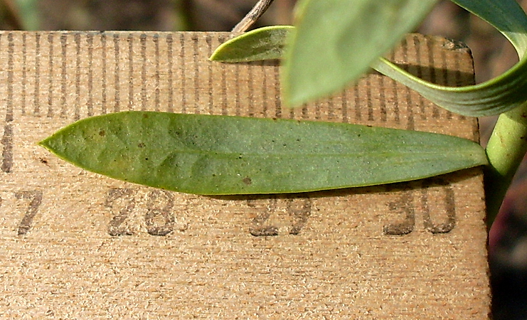 Image of Euphorbia seguieriana specimen.