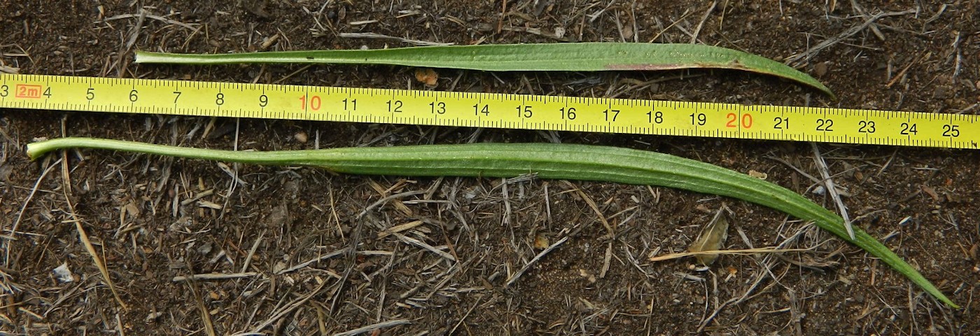 Image of Scorzonera radiata specimen.