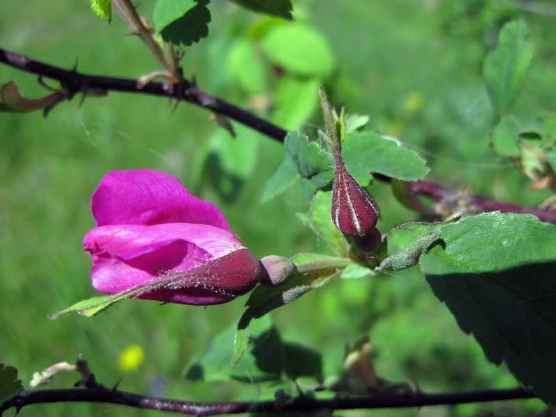 Image of Rosa acicularis specimen.