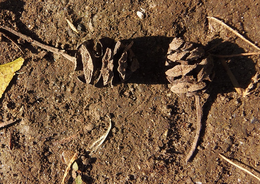 Image of Metasequoia glyptostroboides specimen.