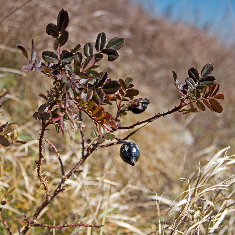 Image of Rosa spinosissima specimen.