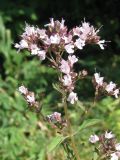 Origanum vulgare. Верхушка растения с соцветием. Украина, г. Запорожье, западный берег оз. Кушугум. 16.07.2011.