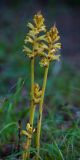 Смотреть изображение Orobanche laxissima