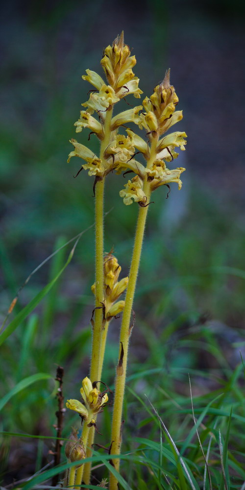 Image of Orobanche laxissima specimen.