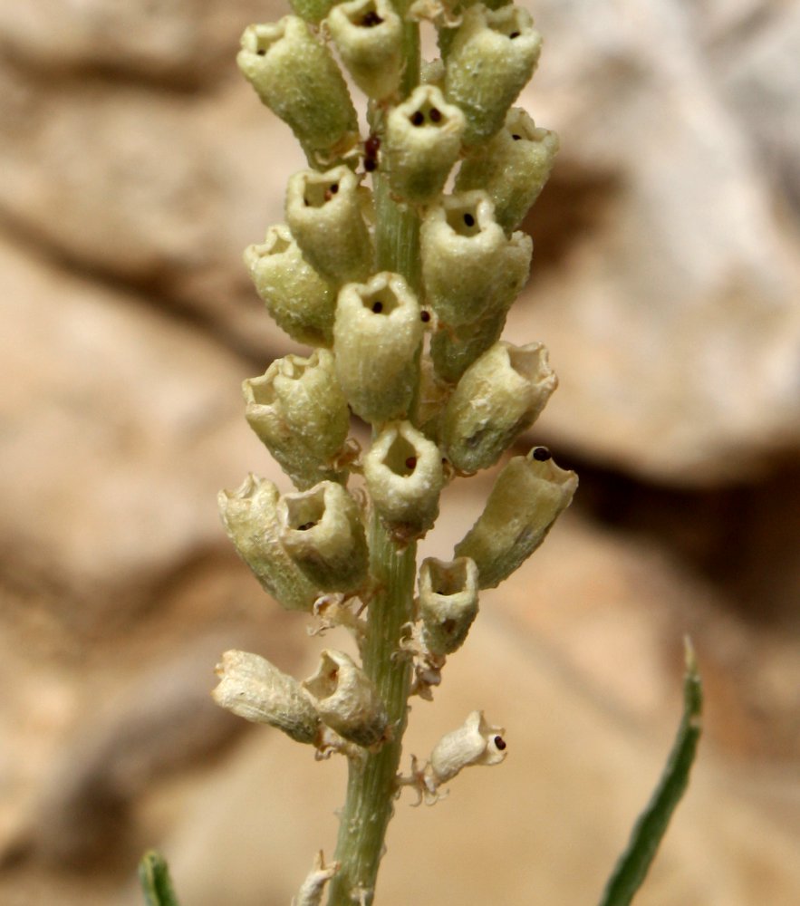 Image of Reseda stenostachya specimen.