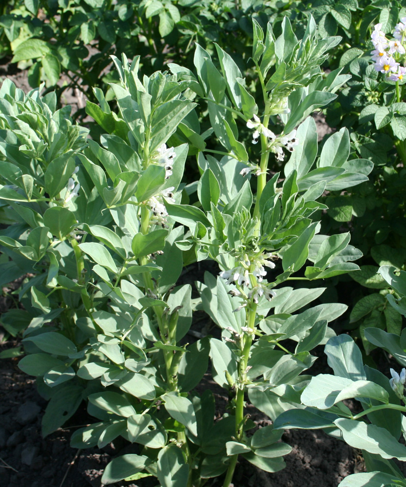 Image of Vicia faba specimen.