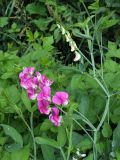 Lathyrus latifolius