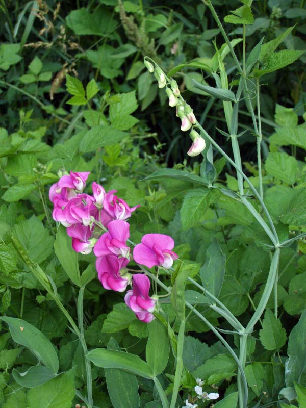 Image of Lathyrus latifolius specimen.