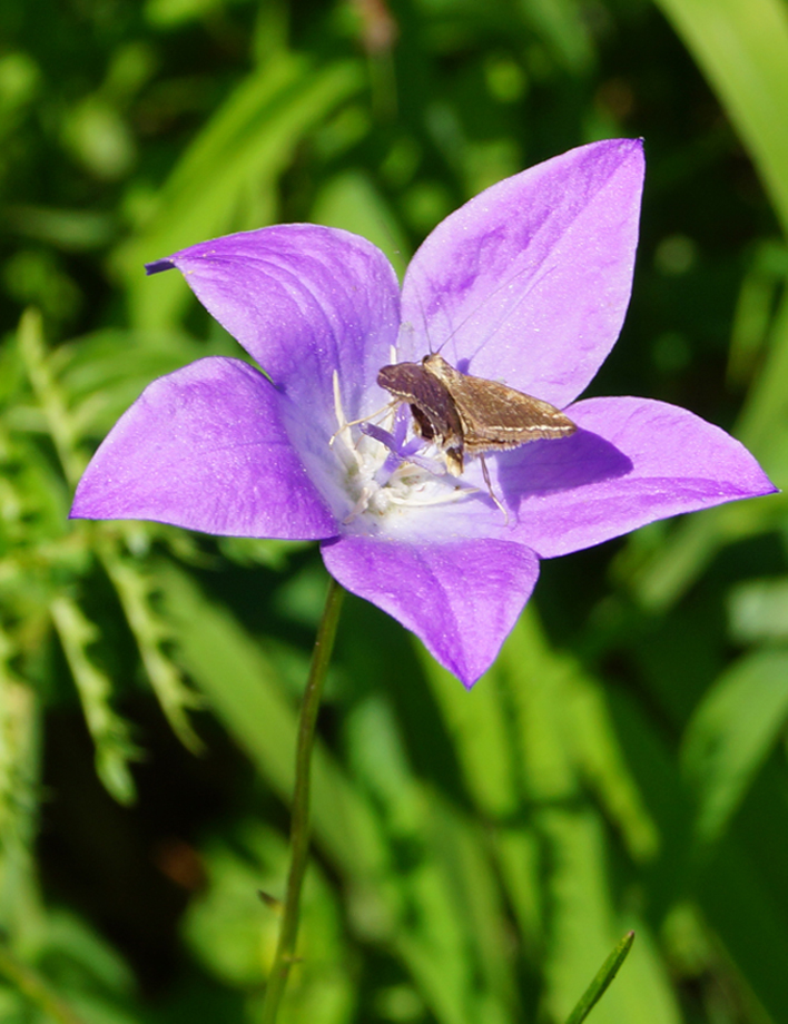 Image of Campanula altaica specimen.