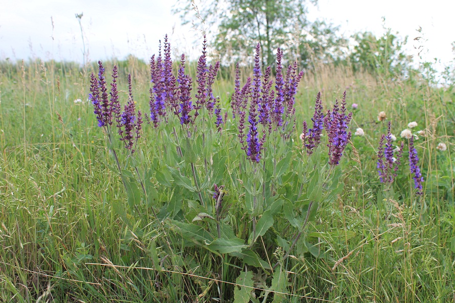 Image of Salvia tesquicola specimen.