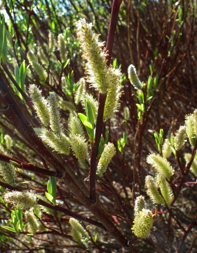 Image of Salix phylicifolia specimen.