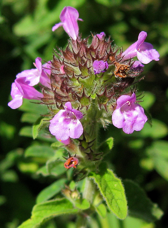 Image of Clinopodium vulgare specimen.