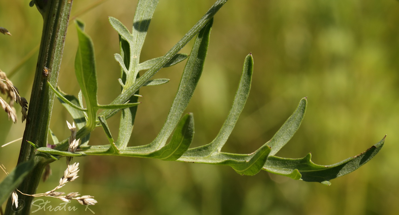 Image of Centaurea adpressa specimen.