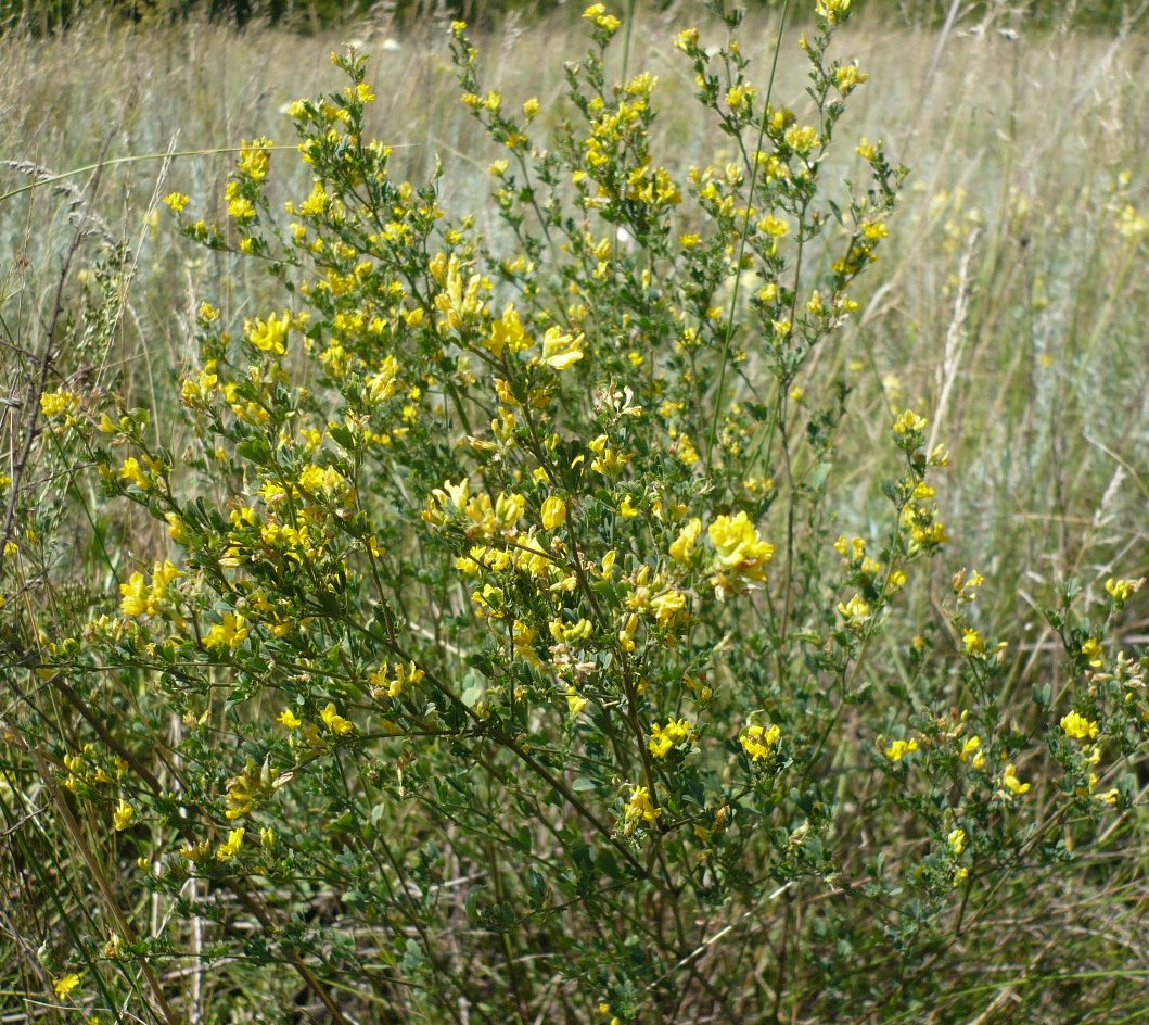 Изображение особи Medicago falcata.