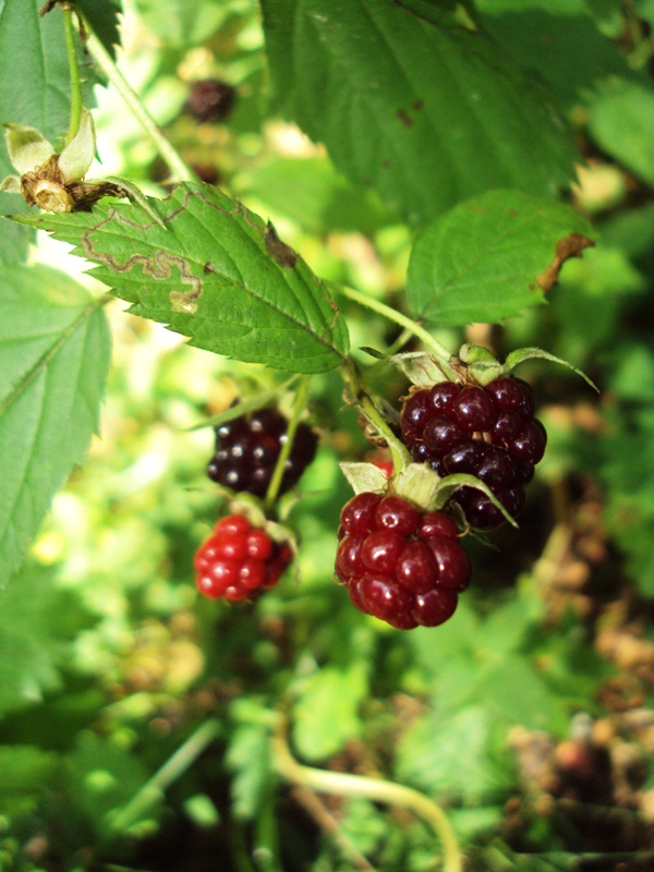 Изображение особи Rubus nessensis.