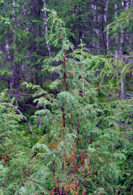 Image of Juniperus communis specimen.