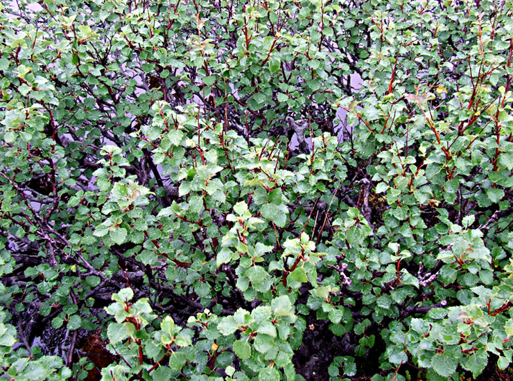 Image of genus Betula specimen.