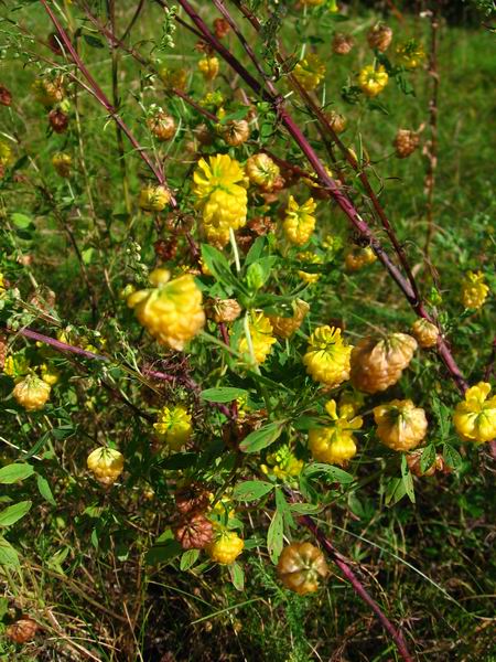 Image of Trifolium aureum specimen.