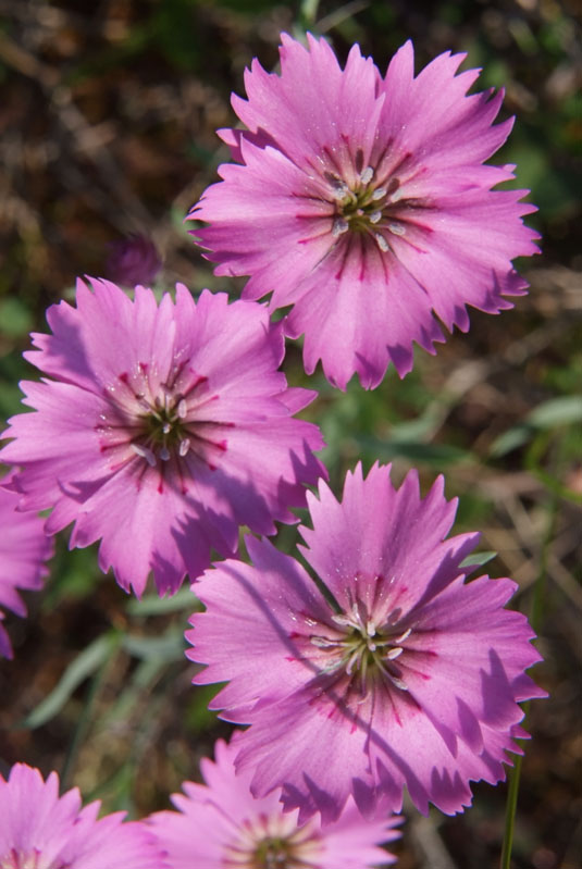 Изображение особи Dianthus repens.