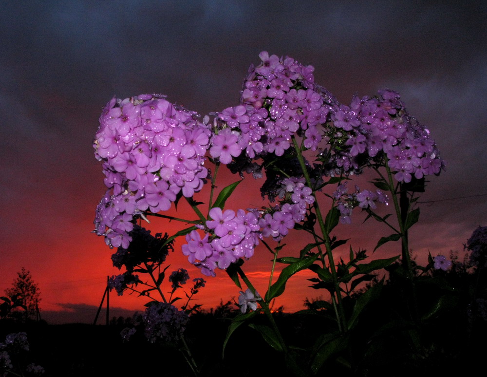 Image of Phlox paniculata specimen.