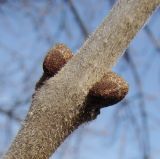 Fraxinus pennsylvanica