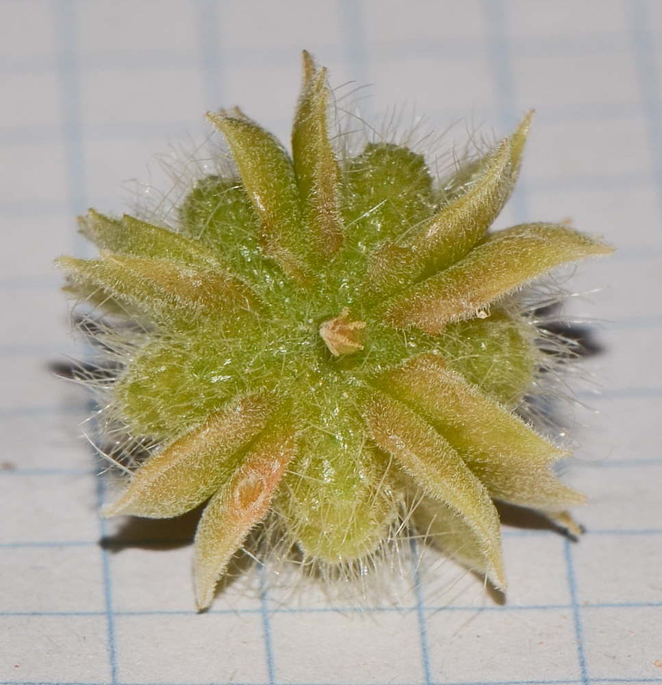 Image of Tribulus macropterus specimen.