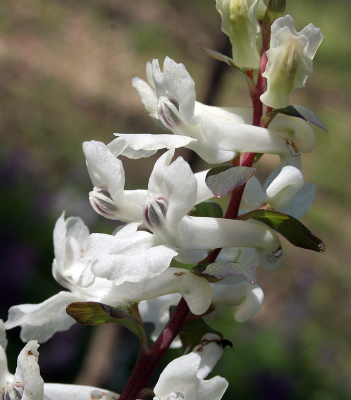 Изображение особи Corydalis cava.