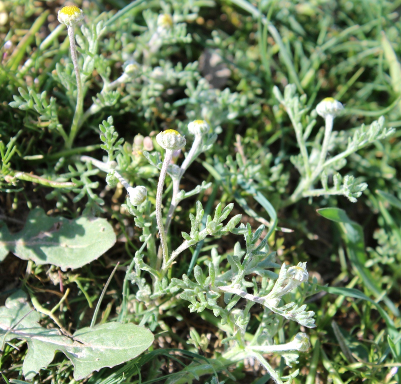 Изображение особи семейство Asteraceae.