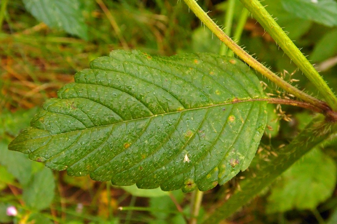 Image of Galeopsis tetrahit specimen.