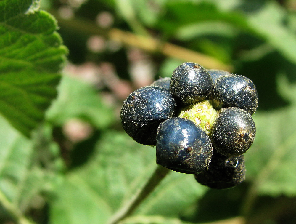 Image of Lantana camara specimen.