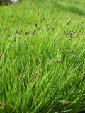 Carex aterrima