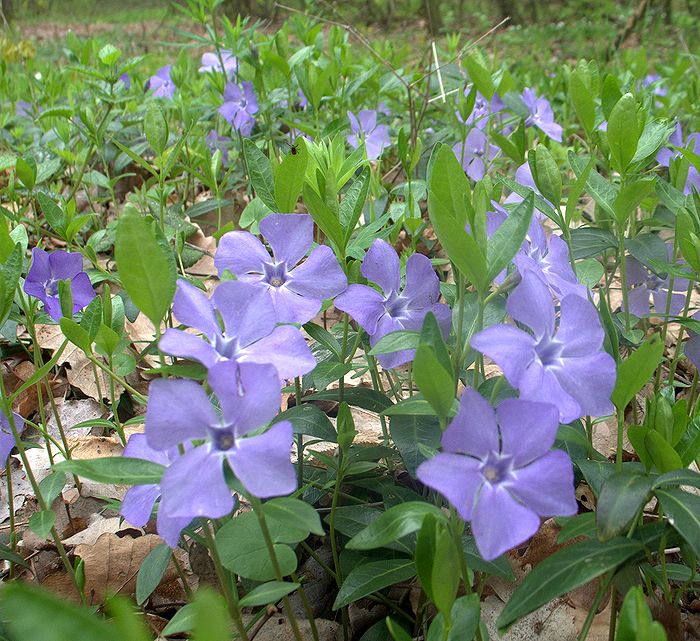 Image of Vinca minor specimen.